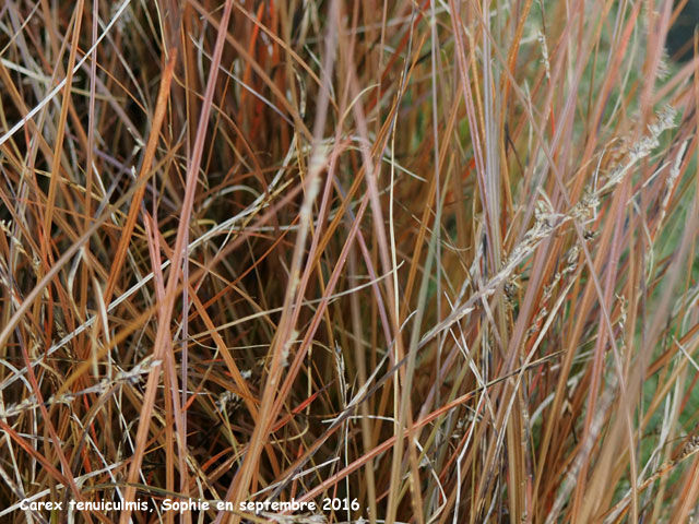 Carex tenuiculmis