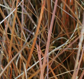 Carex tenuiculmis