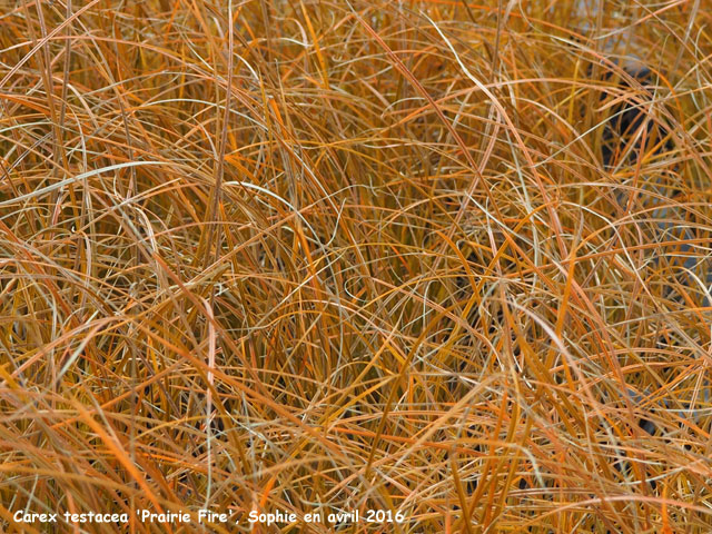 Carex testacea 'Prairie Fire'