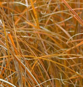 Carex testacea 'prairie Fire'