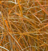 Carex testacea 'Prairie Fire'