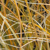 Carex testacea