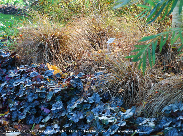 Carex flagellifera 'Auburn Cascade'