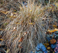 Carex flagellifera 'Auburn Cascade'