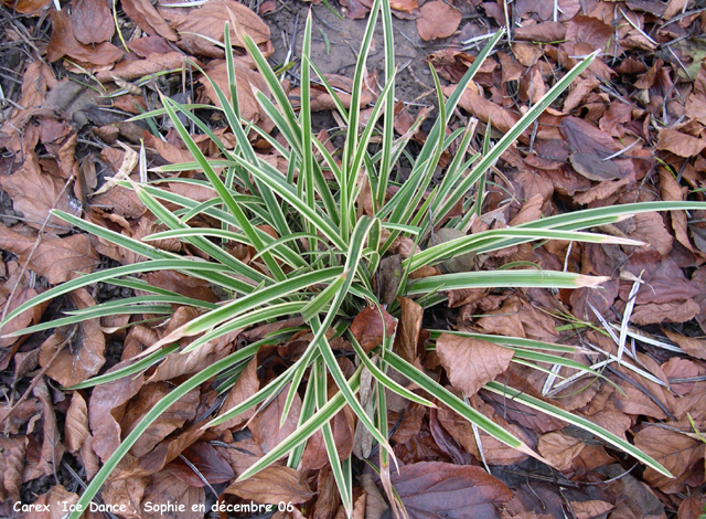 Carex 'Ice Dance'