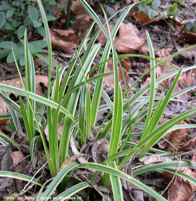 Carex 'Ice Dance'