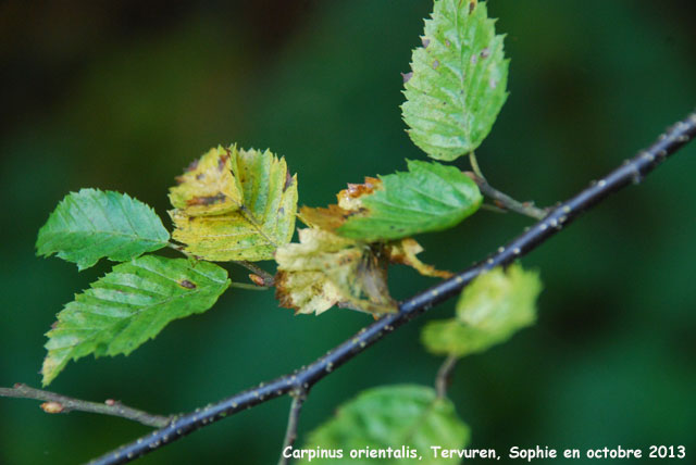 Carpinus orientalis