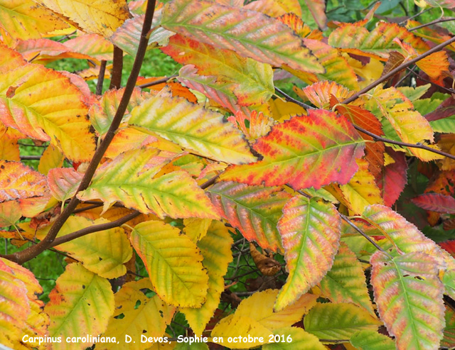 Carpinus caroliniana