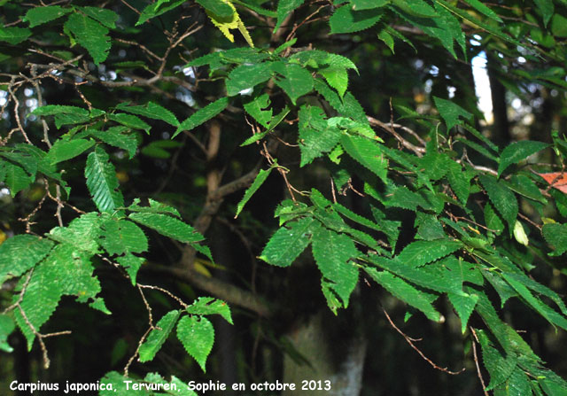 Carpinus japonica