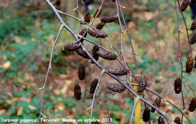 Carpinus japonica