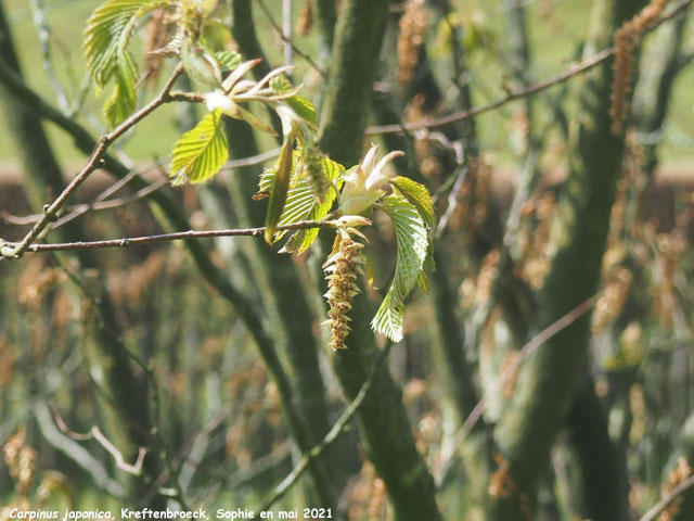 Carpinus japonica