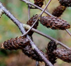 Carpinus  japonica