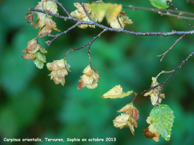 Carpinus orientalis