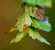 Carpinus orientalis