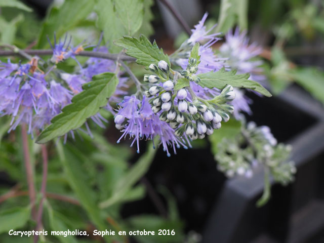 Caryopteris mongholica