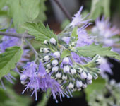 Caryopteris mongholica