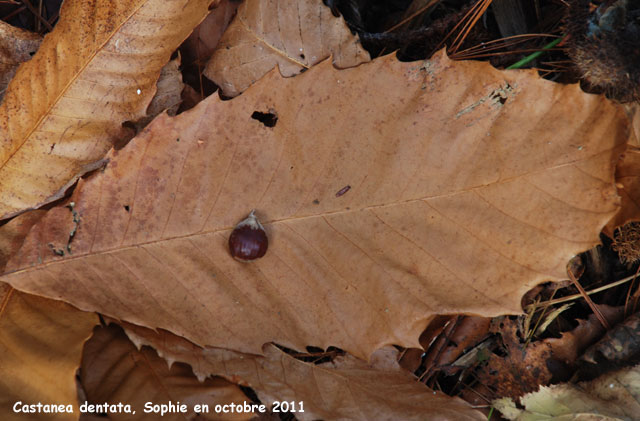 Castanea dentata