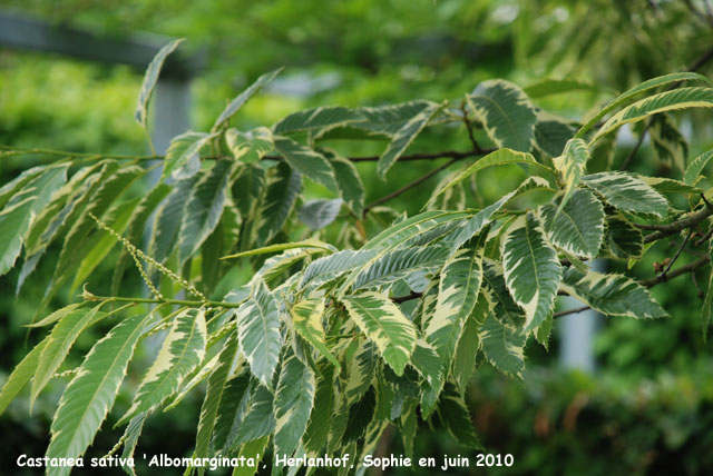 Catalpa sativa 'Albomarginata