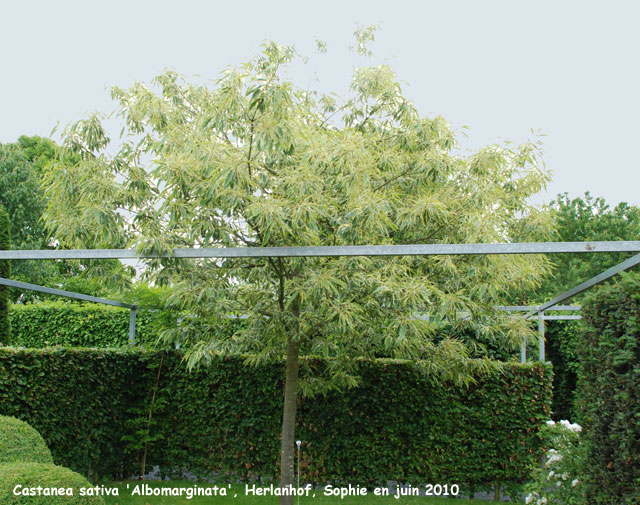 Catalpa sativa 'Albomarginata'