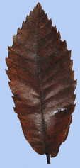 Castanea sativa