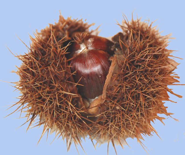 Castanea sativa