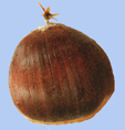 Castanea sativa