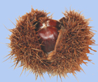 Castanea sativa