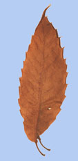 Castanea dentata