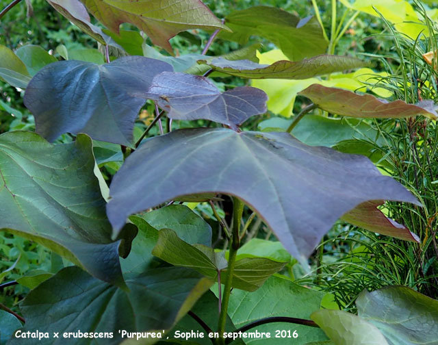Catalpa x erubescens 'Puprpurea'