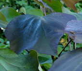 Catalpa x erubescens 'Purpurea'