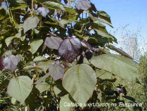 Catalpa x erubescens 'Puprpurea'