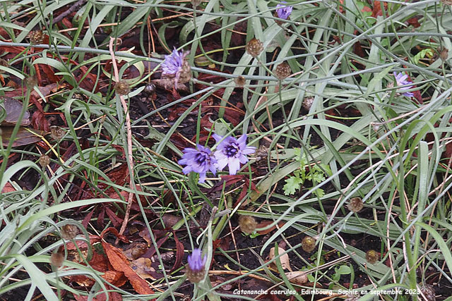 Catanache caerulea