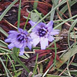Catanche caerulea