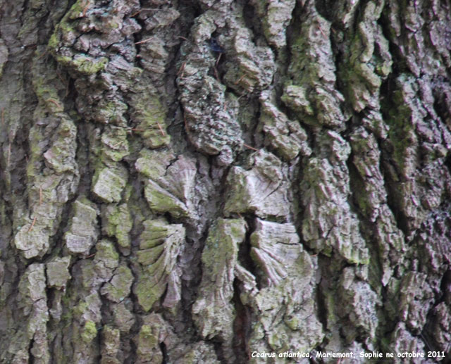 Cedrus atlantica