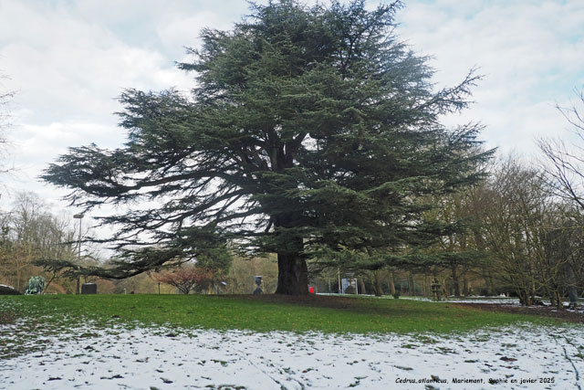 Cedrus atlantica à Mariemont