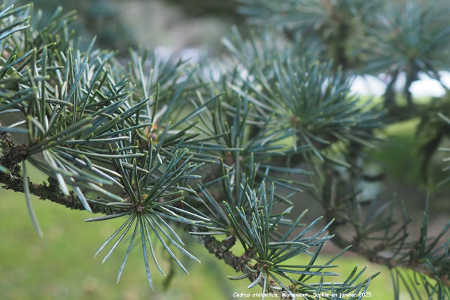 Cedrus atlantica