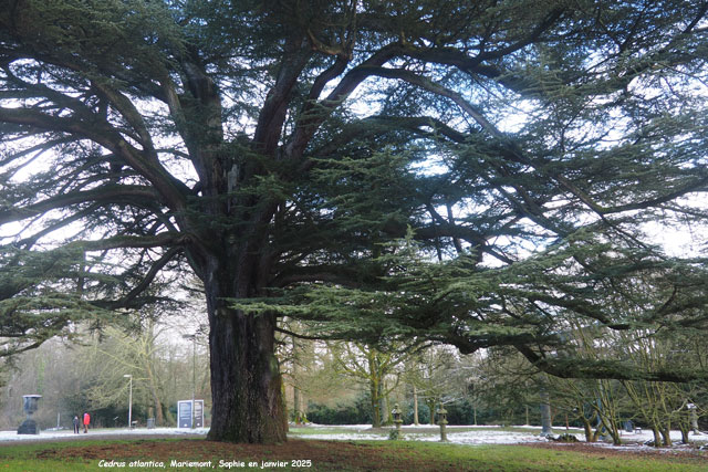 Cedrus atlantica