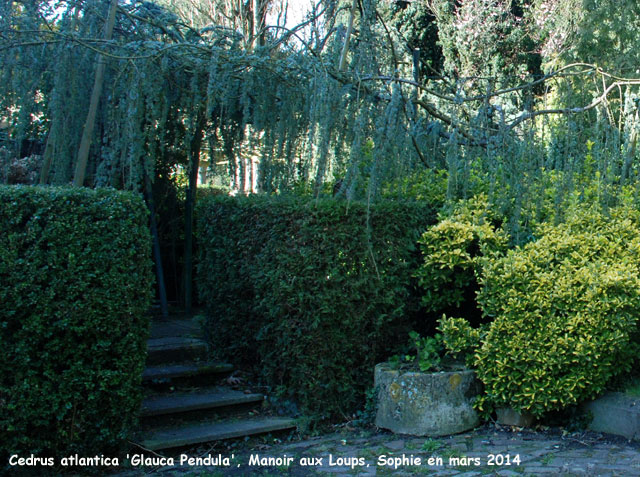 Cedrus atlanticus