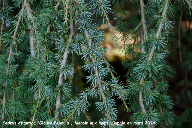 Cedrus atlanticus