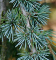 Cedrus atlatnica 'Glauca Pendula'