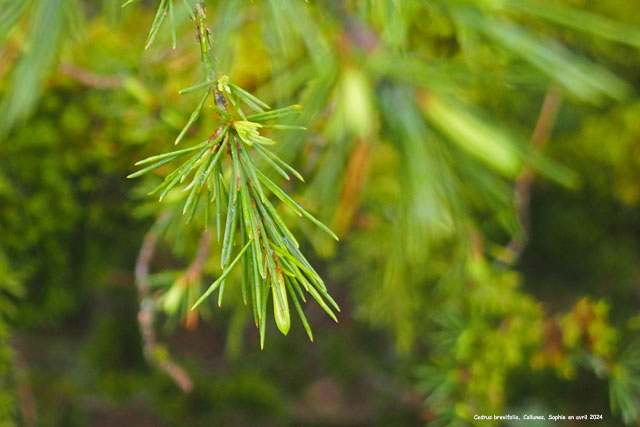 Cedrus brevifolia