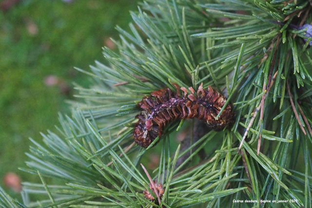 Cedrus deodara