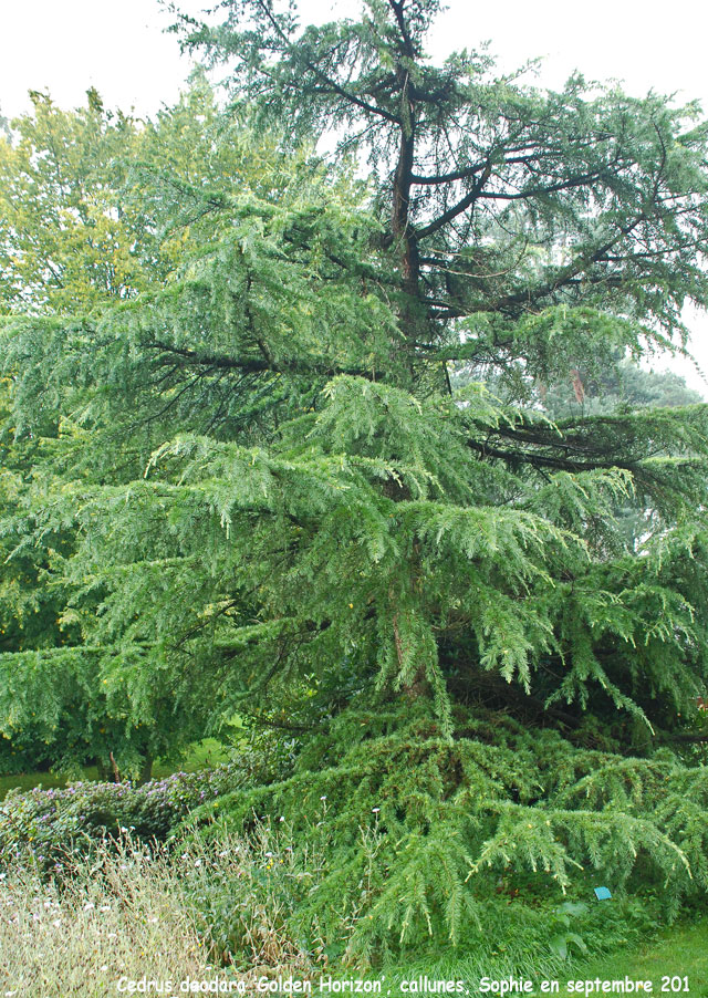 Cedrus deodara 'Golden Horizon'