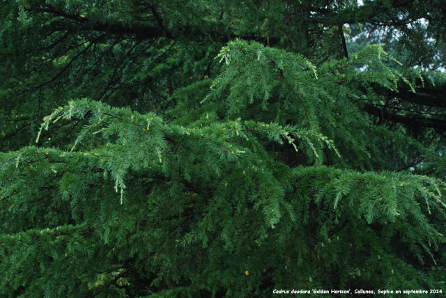 Cedrus deodara 'Golden Horizon'