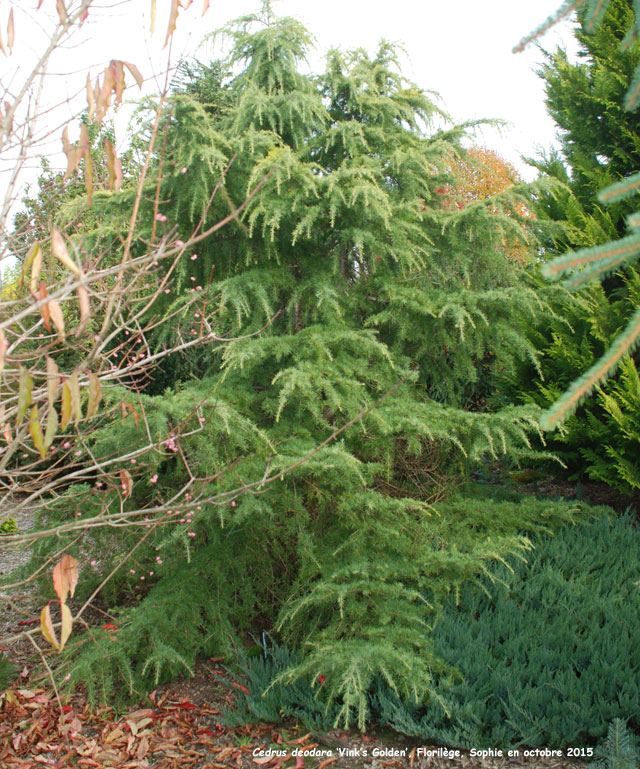 Cedrus deodara 'Vink's Golden'