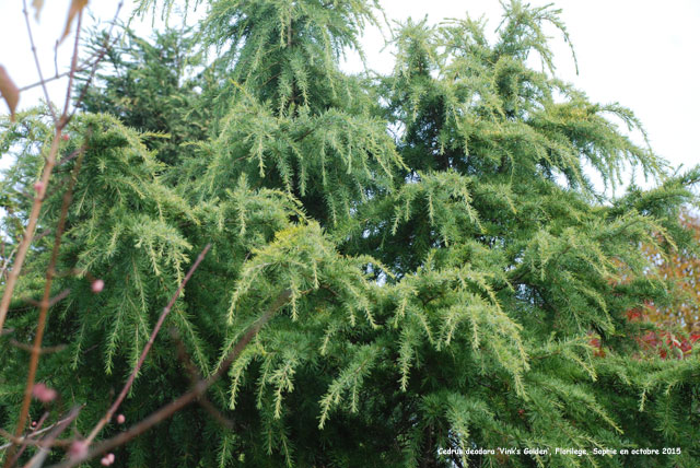 Cedrus deodara 'Vink's Golden
