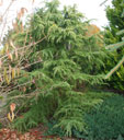 Cedrus atlantica 'Vink's Golden'