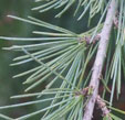 Cedrus deodara
