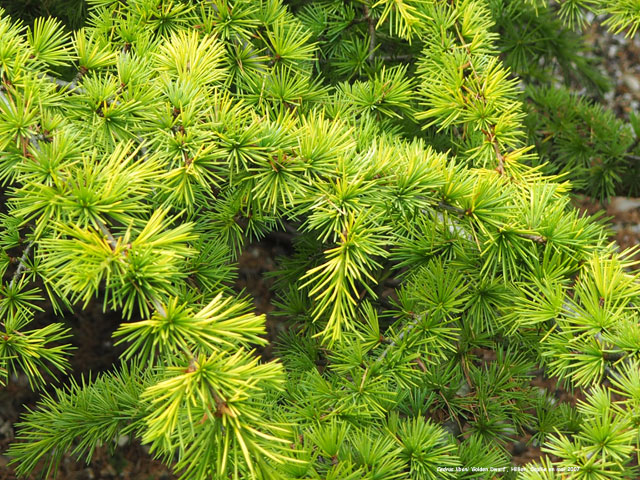 Cedrus libani 'Golden Dwarf'
