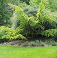 Cedrus libani 'Golden Dwarf'